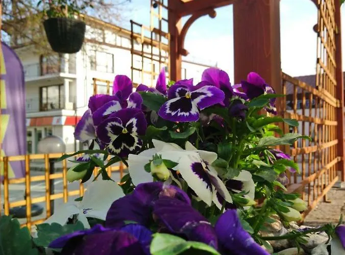 Πανσιόν Simon